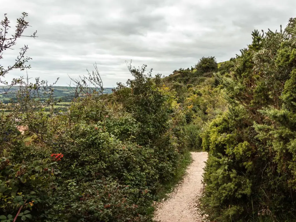 The narrow trail leading through tall green bushes.