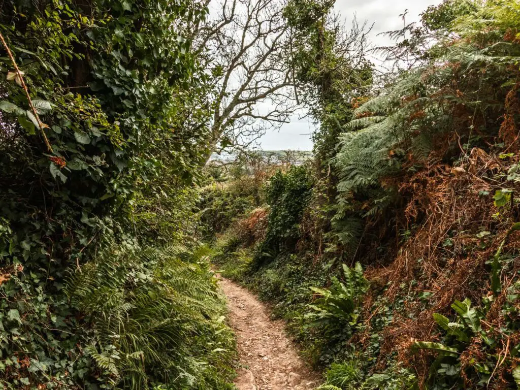 A narrow dirt trail leading through tall green shrubbery.