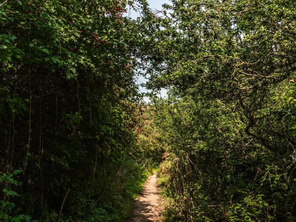 A narrow dirt trail leading through dense green bushes.