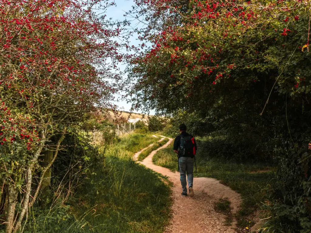 The trail on the walk from Swanage to Old Harry Rocks. The trail leads under green bushes and trees. There are red berries on the bushes and a man walking on the trail.