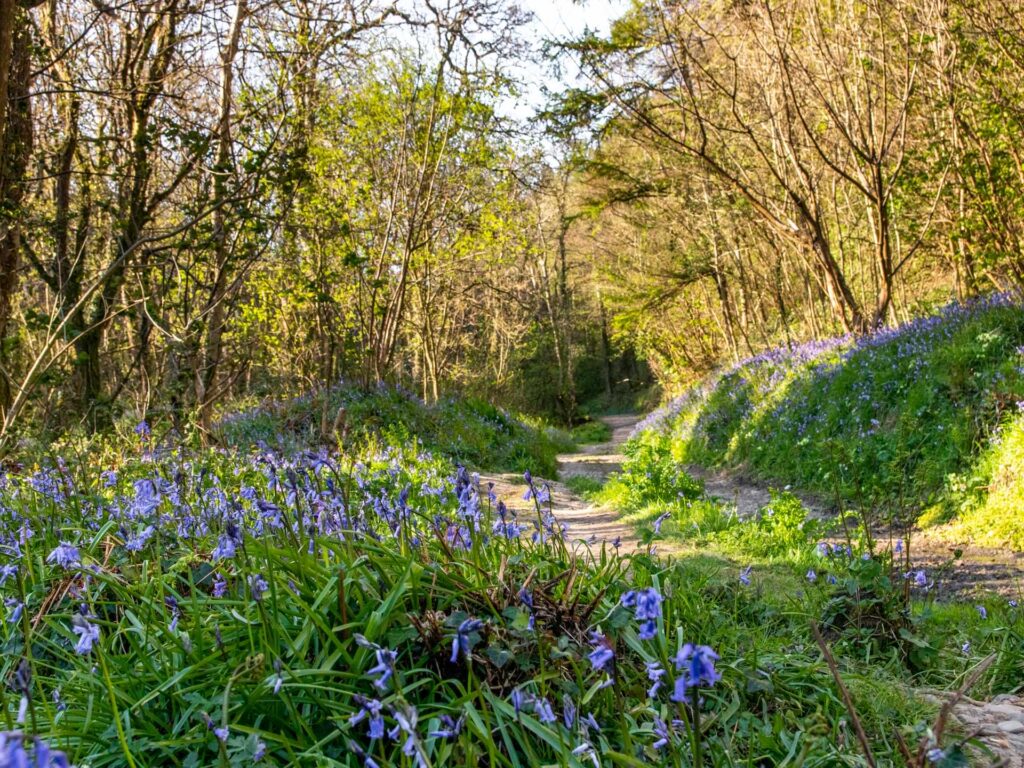 Lots of bluebells in the green grass on the Blackchurch Rock walk. There is a path running alongside the grass. 