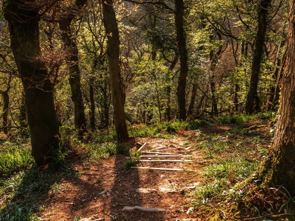 Makeshift steps leading downhill on the dirt trail, through the woodland.