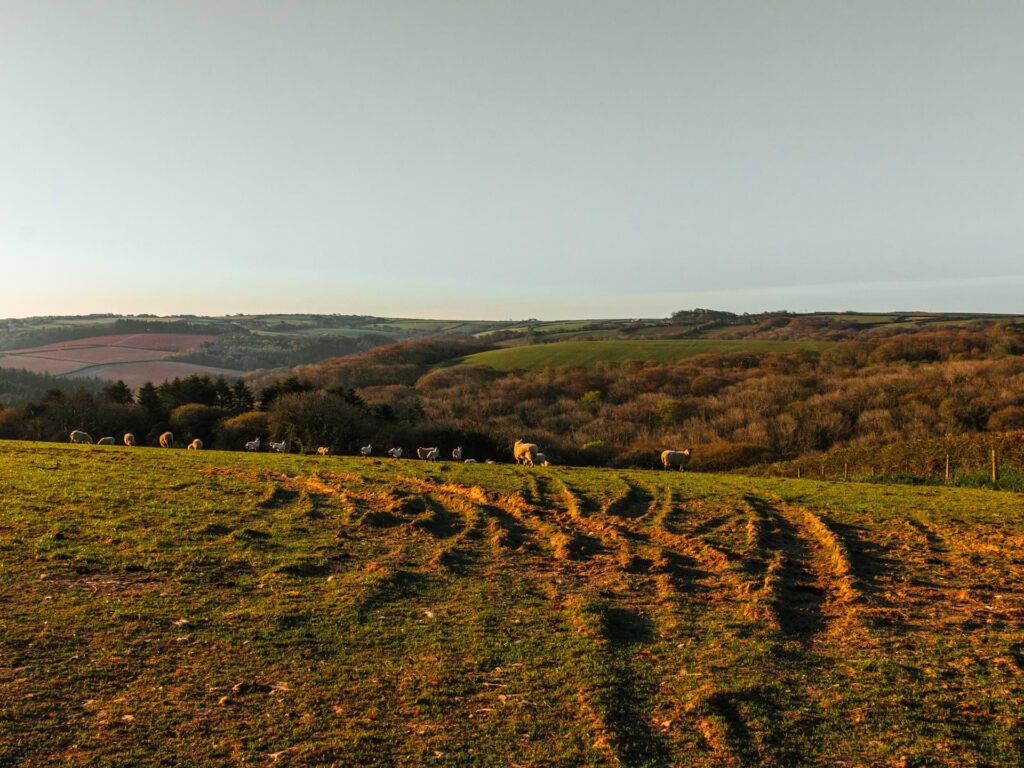 A green grass field with a few sheep grazing. There are hills in shades of green and orange in the backdrop.