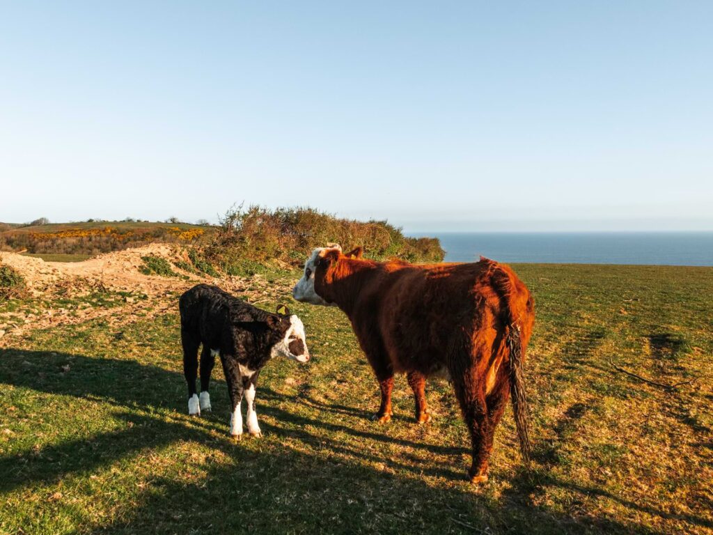 A brown cow and black calf standing on the green grass field on the Walk to Blackchurch Rock and Mouthmill Beach. The blue sea is in the background.