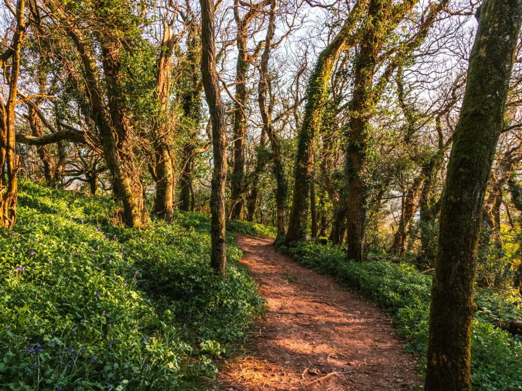 A dirt trail running under trees with green foliage on either side.