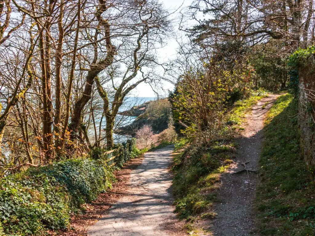 The walking trail as it splits in two. It is surrounded by greenery and the coastline is visible in the distance through the green.