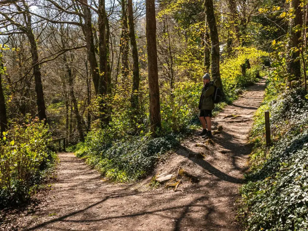 A dirt trail as it splits in two under lots of trees. The right trail leads uphill and there is a man standing on it.