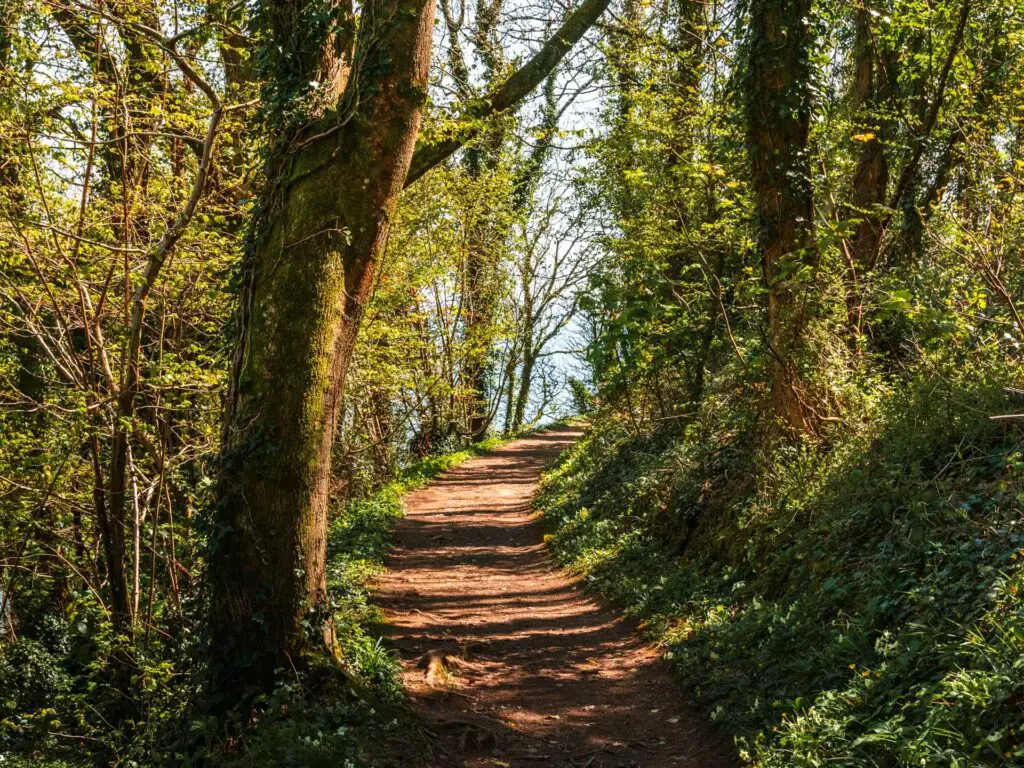 A dirt trail leading through the trees with greenery on both sides.