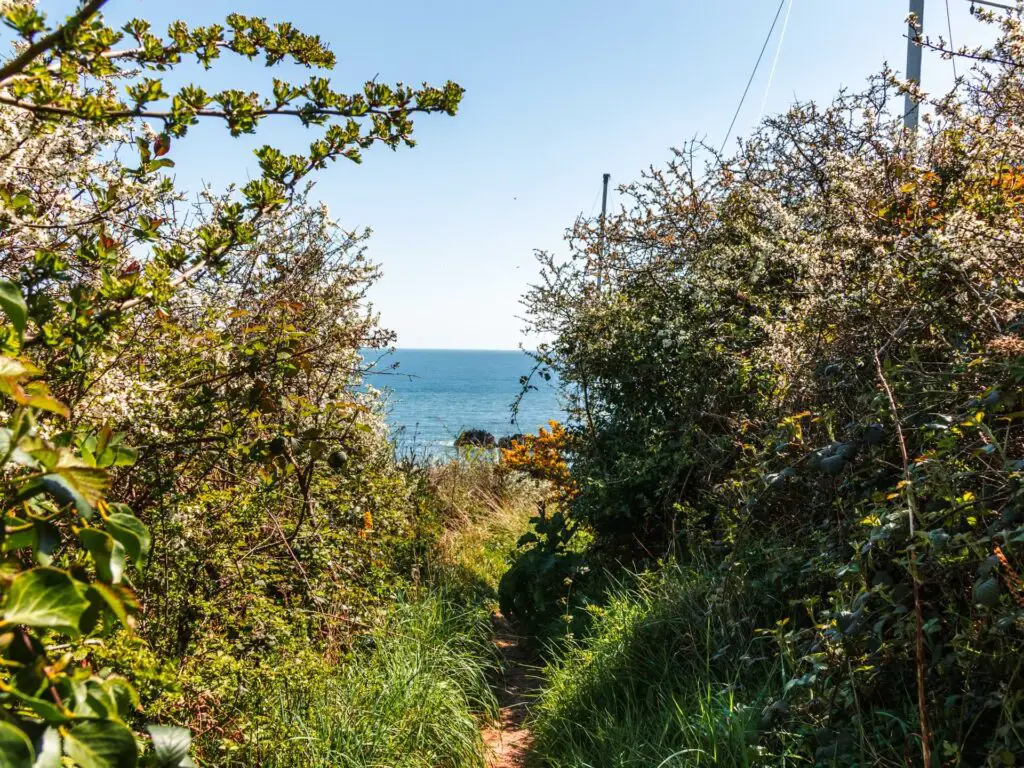 The walling trail just about visible through the tall grass and bushes. The blue sea is in the background.