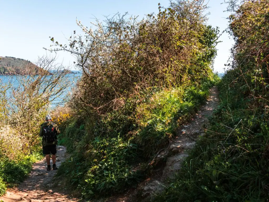 The coast path walking trail as it splits in two and is surrounded by greenery. There is a man walking on the left trail.