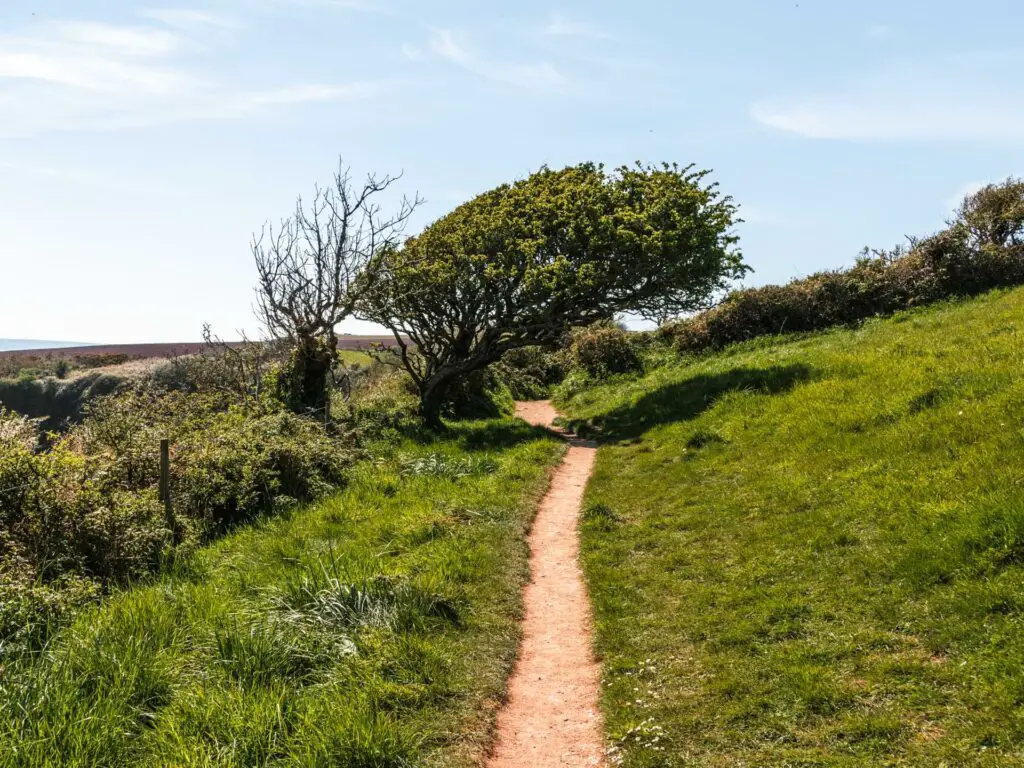 A narrow dirt trail running through the grass. There is a windblown tree on the left side of the trail.