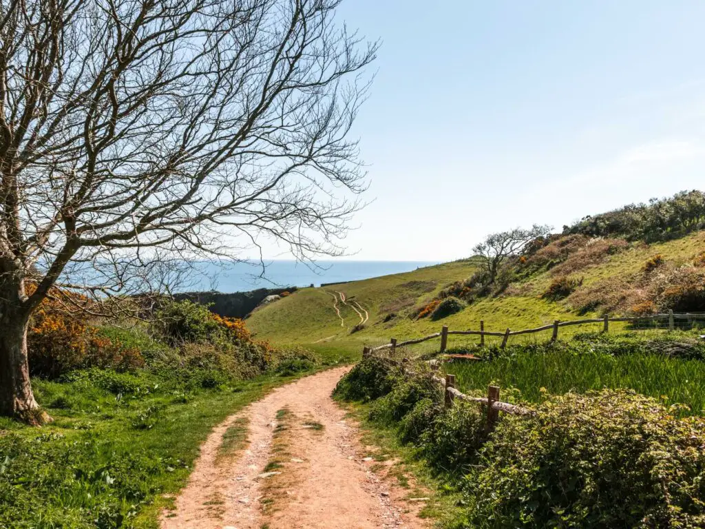 The dirt trail on the undulating green grassy hills. There are a few bushes and trees with the blue sea on the other side.