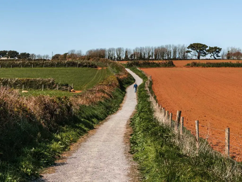 A winding gravelly path leading uphill. There is an orange coloured field on the right and a green grass field on the left.  There is a man walking on the trail.