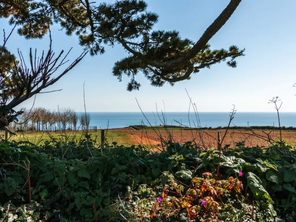 Looking through the leaves across the orange and green coloured field to the blue sea on the coastal Little Dartmouth walk.