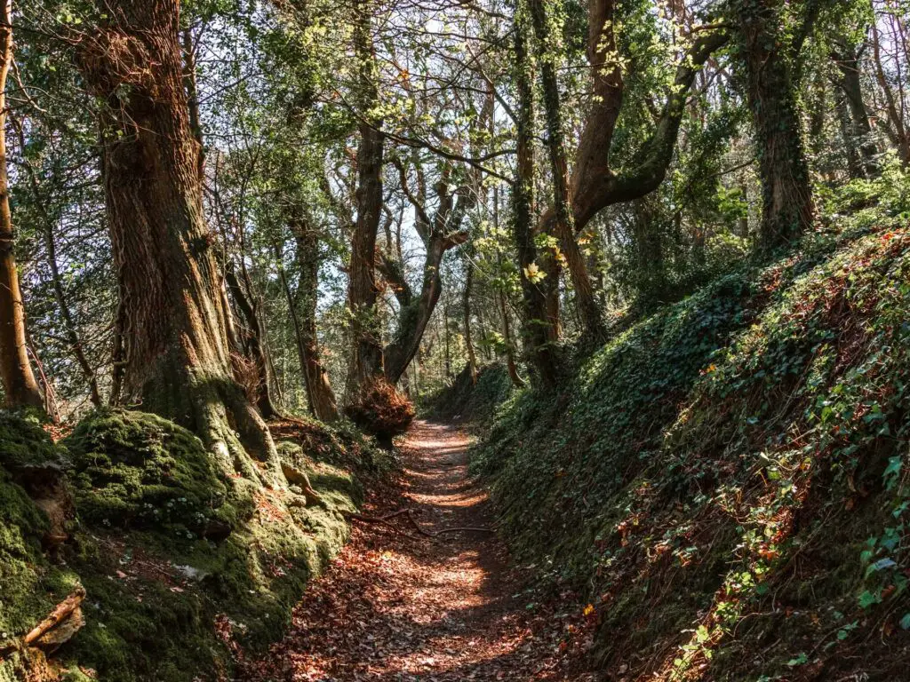 A brown leaf covered trail under tree cover.