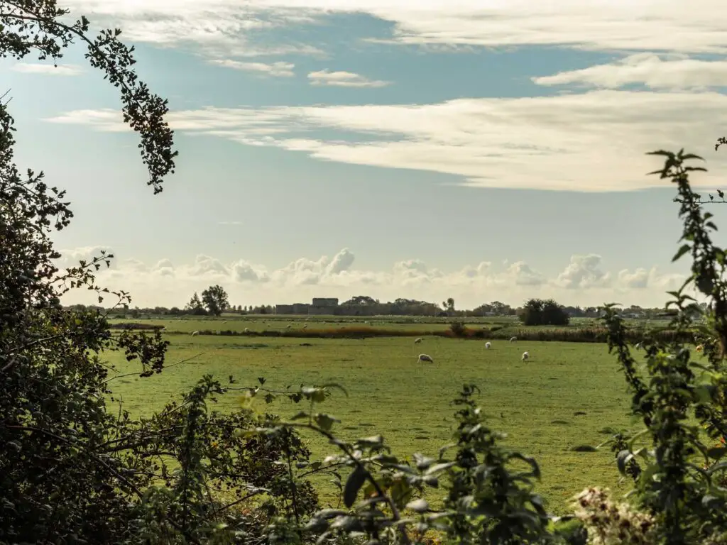 A view through the green bushes to Camber Castle in the distance.