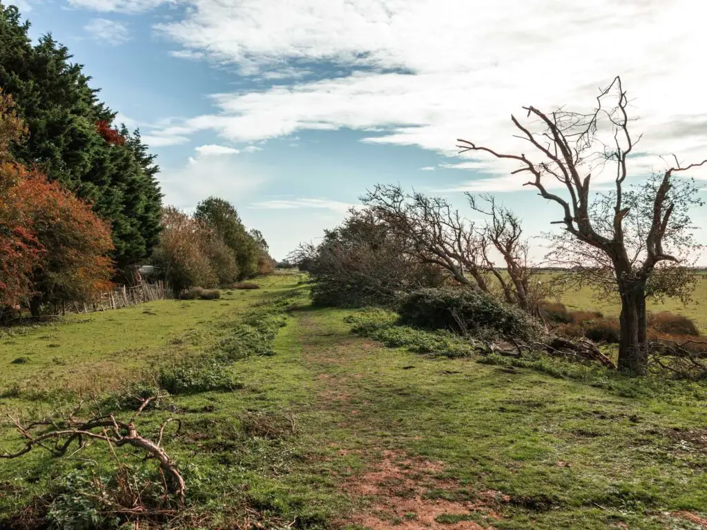 A green grass field path with trees dotted about.