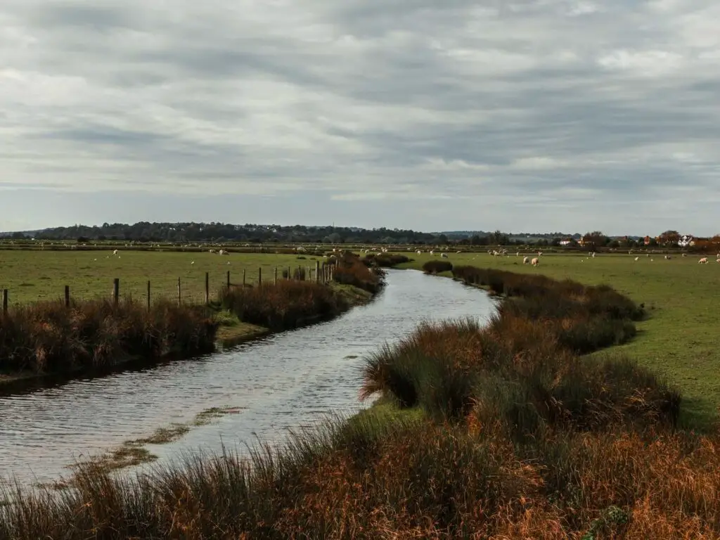 A river running through a field with sheep in the distance on the walk towards Rye Harbour.