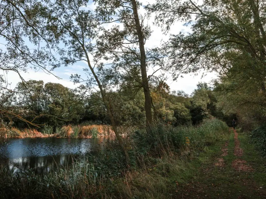 A lake surrounded by bushes and trees and a dirt path running along the right side.