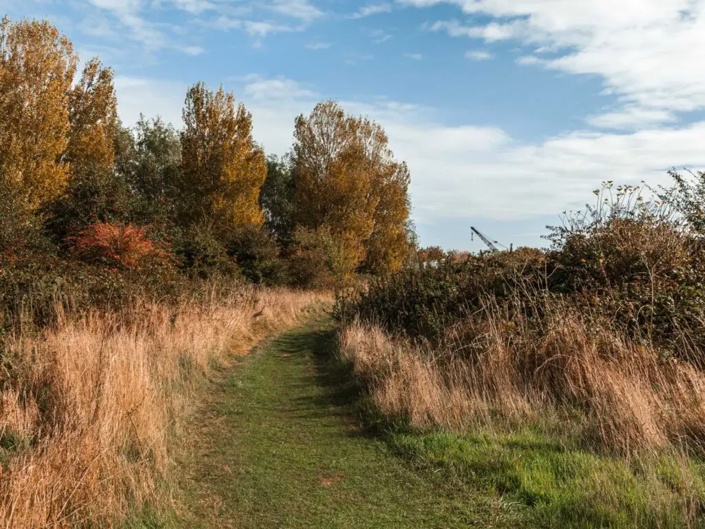 A green grass trail with bushes, trees and shrubbery on both sides.