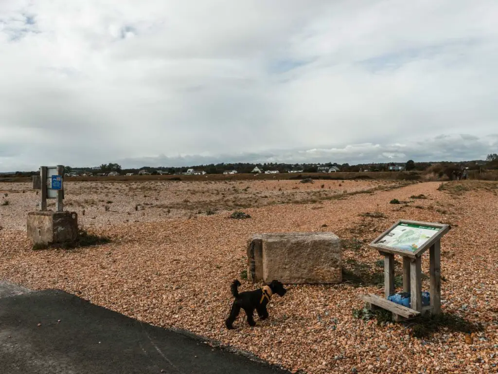A black dog walking on the shingle on the way from Rye to Camber Castle.