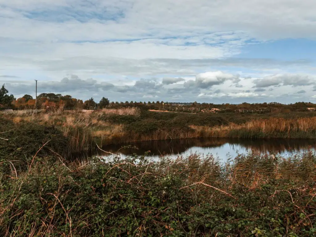 A small lake surrounded by bushes in Rye Nature Reserve.