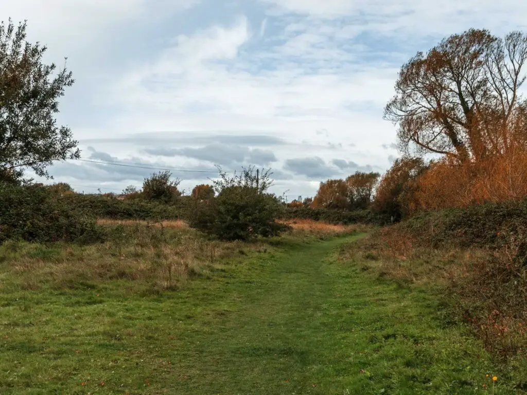 A large green grass trail with a few bushes and trees along it.