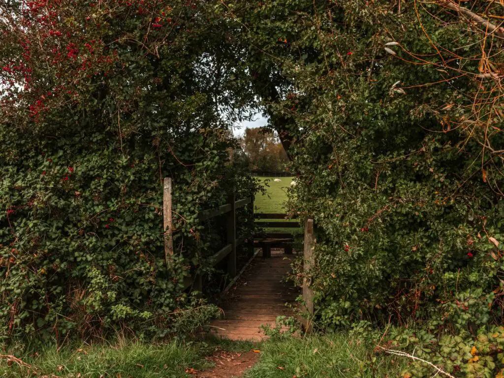 A wooden bridge running through the green bush hedge.