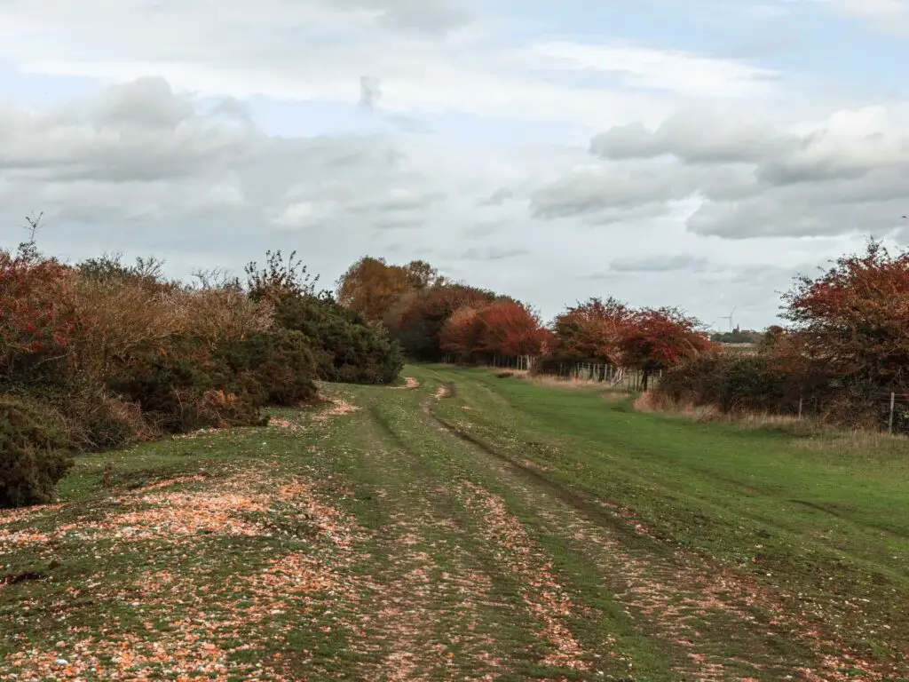 Grass with a trail running through it with bushes in shades of green and red on either side.