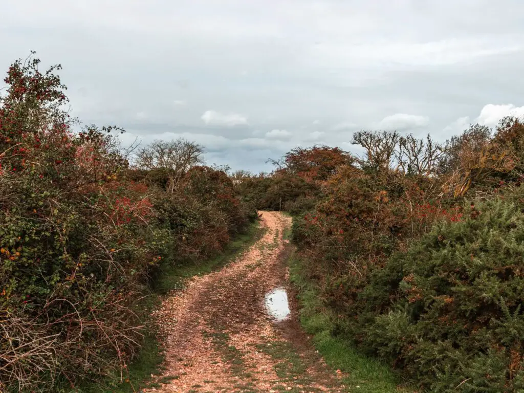 A dirt trail running through the bushes.