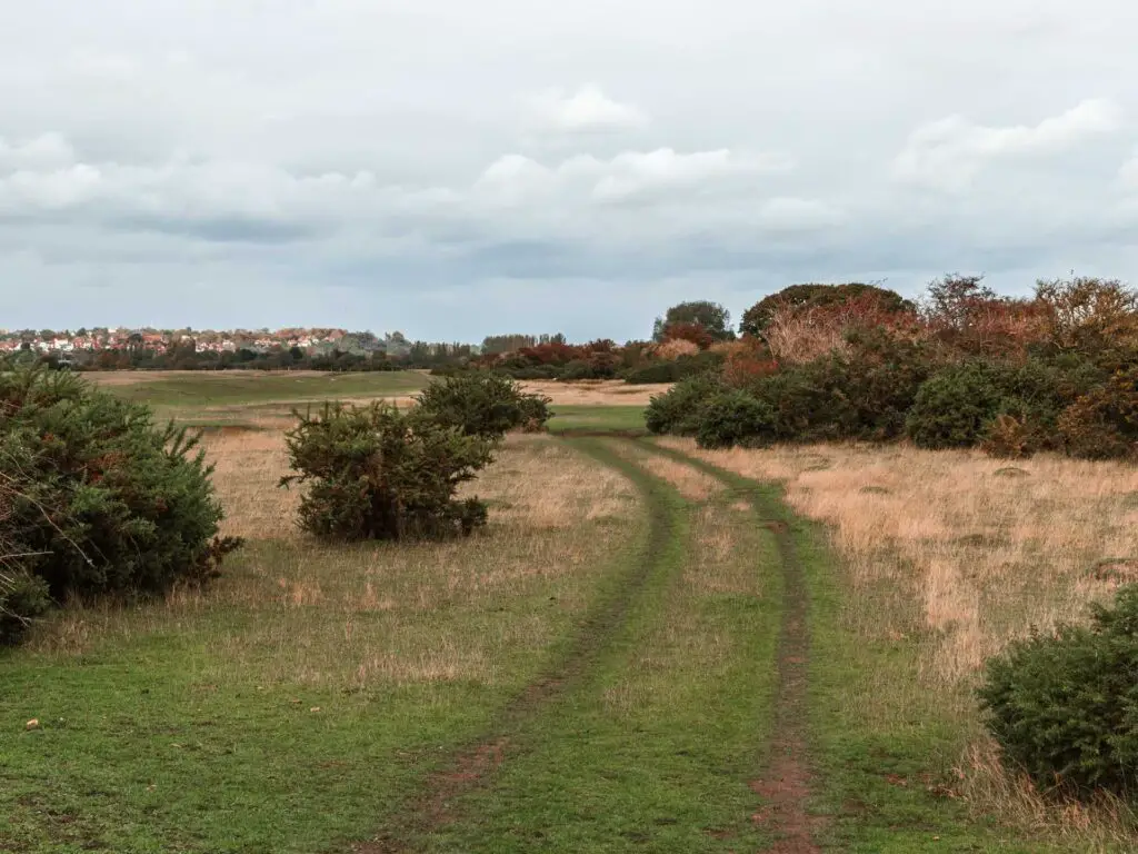 Tracks running through the grass with a few bushes dotted about.