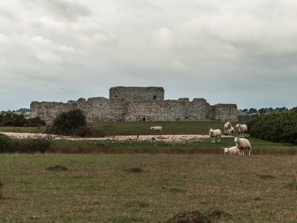 Camber Castle on the other side of the grass field on the walk from Rye. There are a few sheep grazing on the grass.
