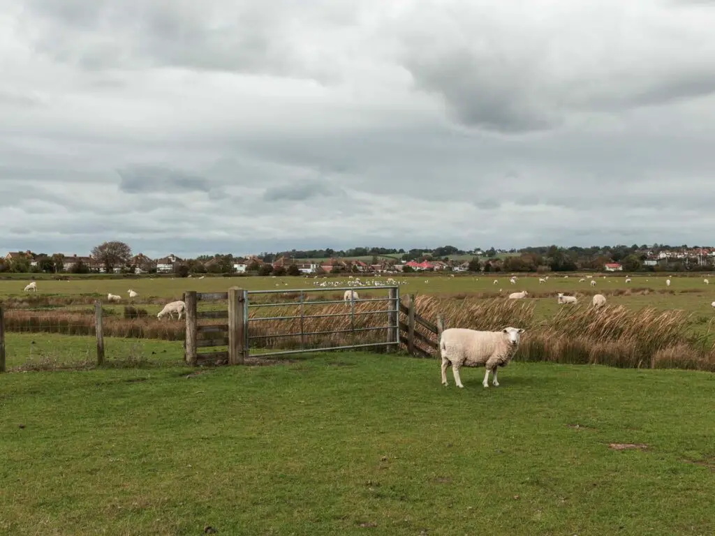 A large field with sheep grazing and a metal gate.
