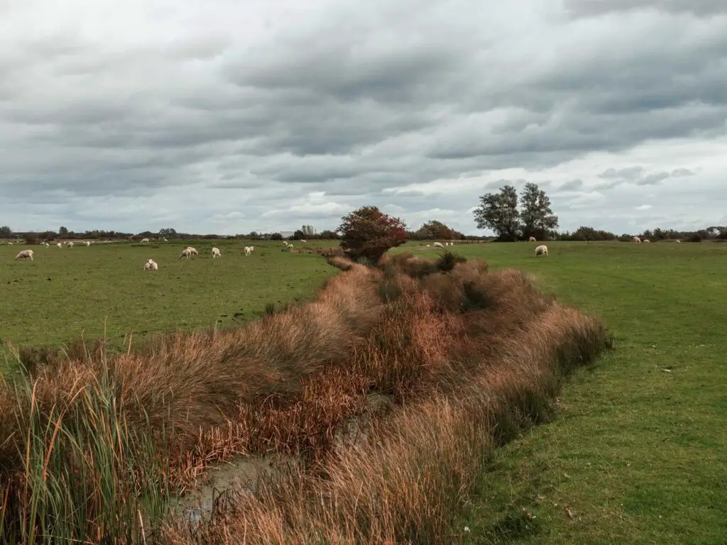 A stream runin g through the green grass field with shrubbery on either side on the walk from Camber Castle to Rye. There are a few sheep grazing in the field.