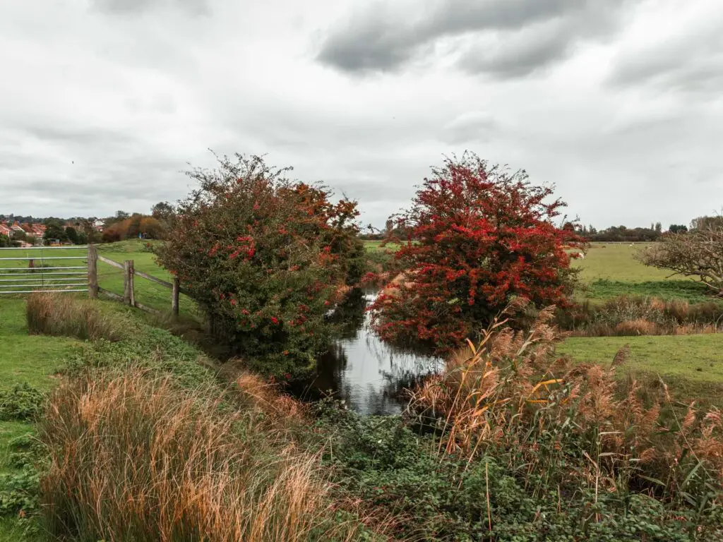 The river stream surrounded by shrubbery and red and green coloured trees.