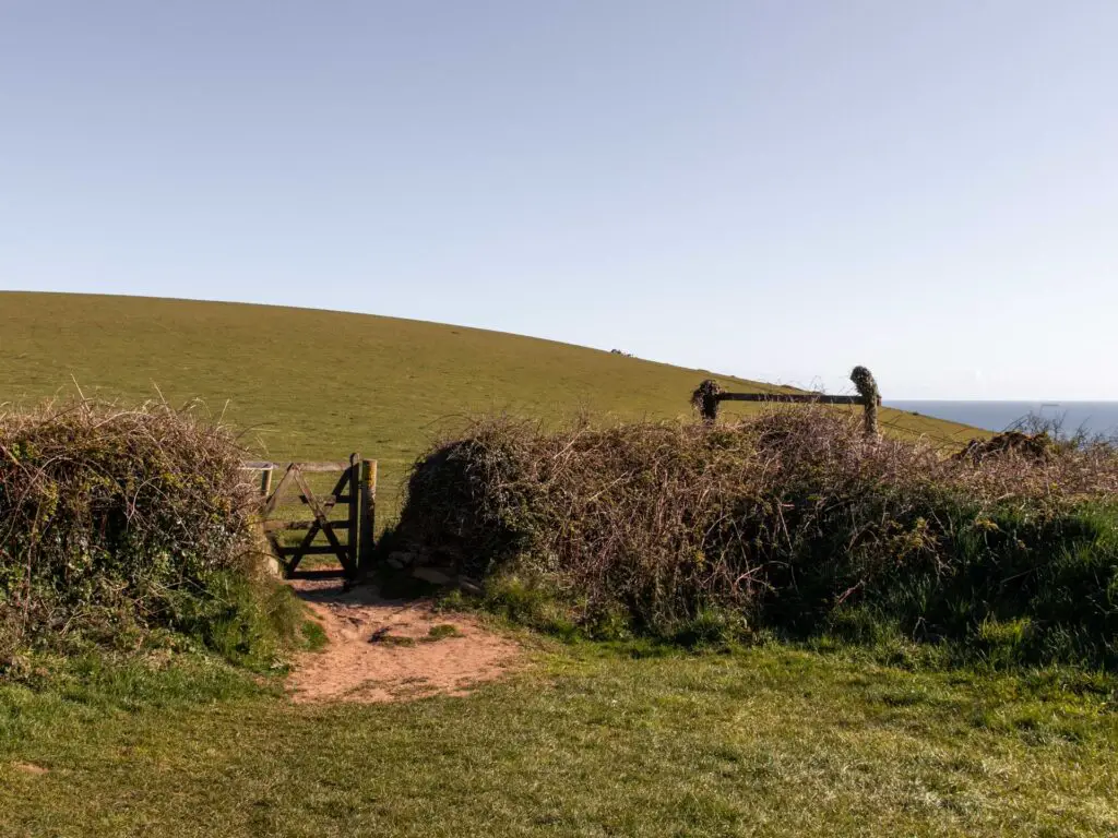 A green grassy field and hill with a hedge running across it. there is a wooden gate in the hedge.