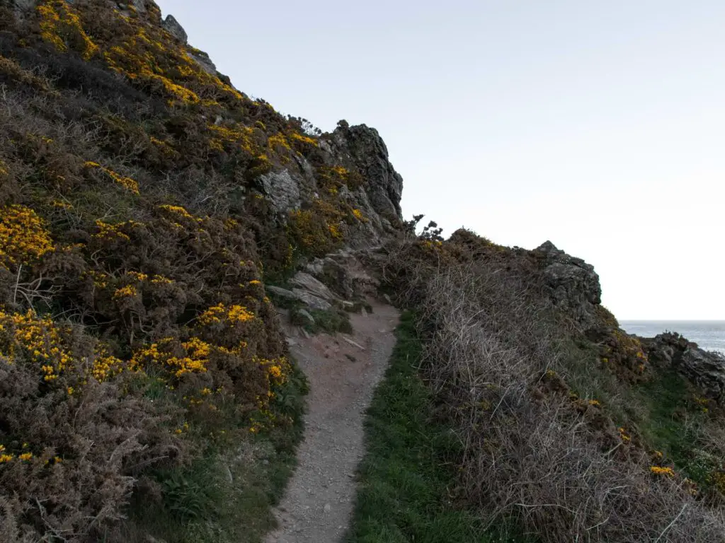 A small dirt trail running uphill on the side of a hill with green grass and shrubby on either side.