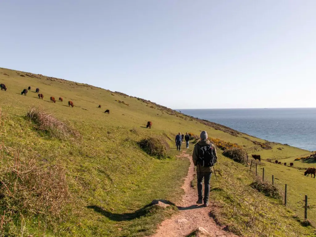 A man walking along the dirt trail as it runs along the side of a green grass hill at the start of the start point lighthouse walk. The blue sea is in the distance.