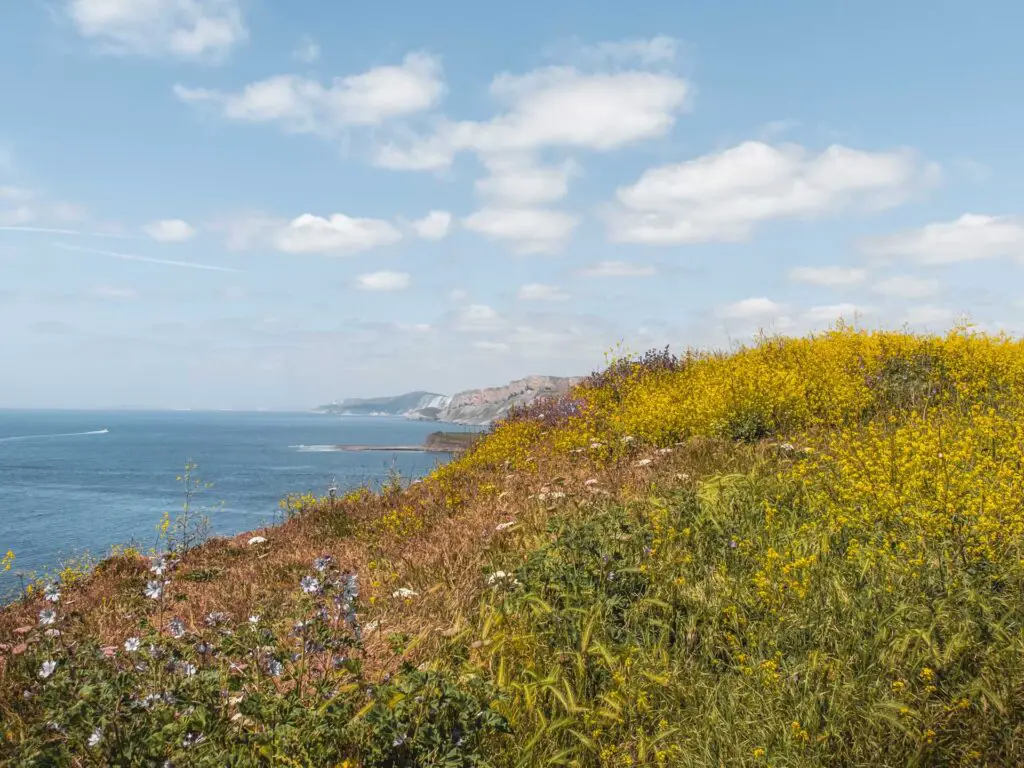 Looking over the grass and yellow and blue flowers to the sea and coastline in the distance.