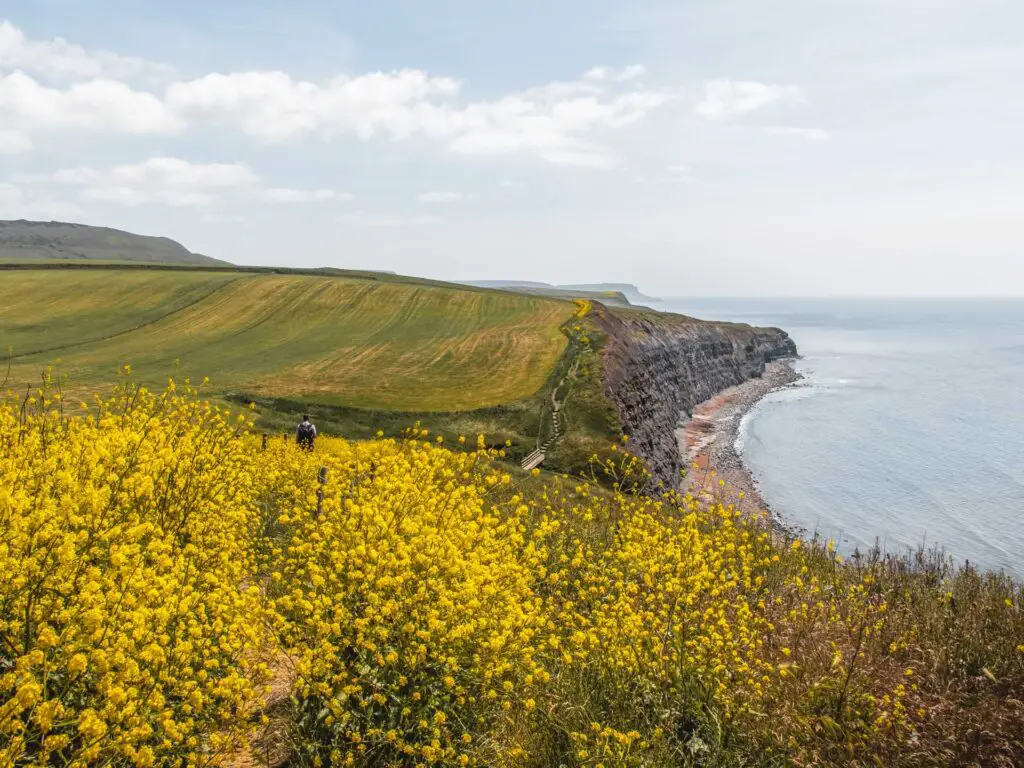 A barely visible trail through the tall yellow flowers with hills and cliff coastline ahead in Dorset.