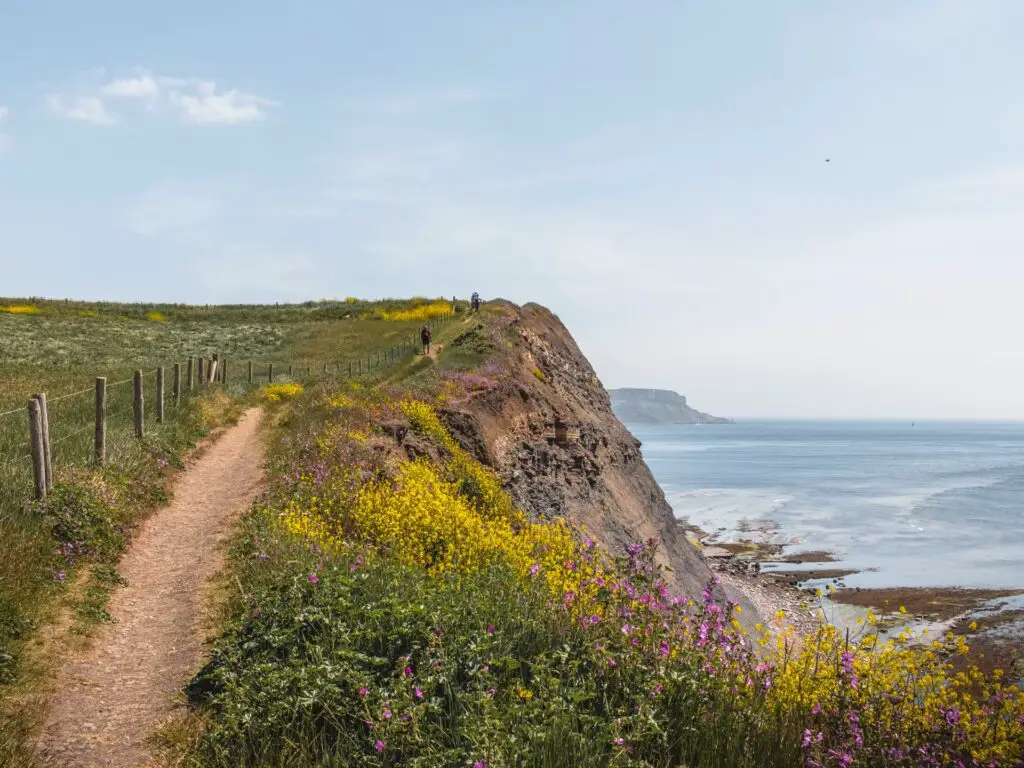 A trail on the edge of a cliff surrounded by yellow and pink flowers on the coastal walk from Kimmeridge Bay.