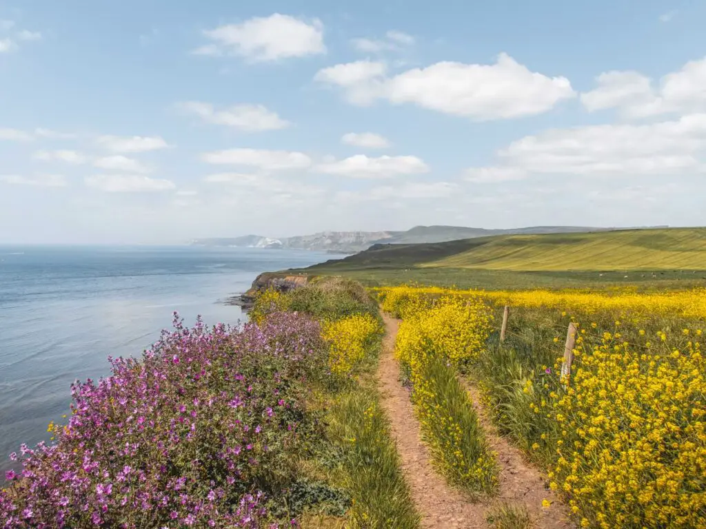 Green grass clifftop next to the sea with purple and yellow flowers on the Kimmeridge Coastal walk. There is a trail running through the flowers.