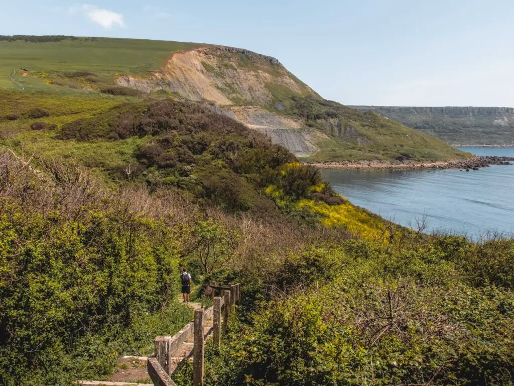 Steps with a wooden handrail leading down through the trees and bushes with a big hill ahead.