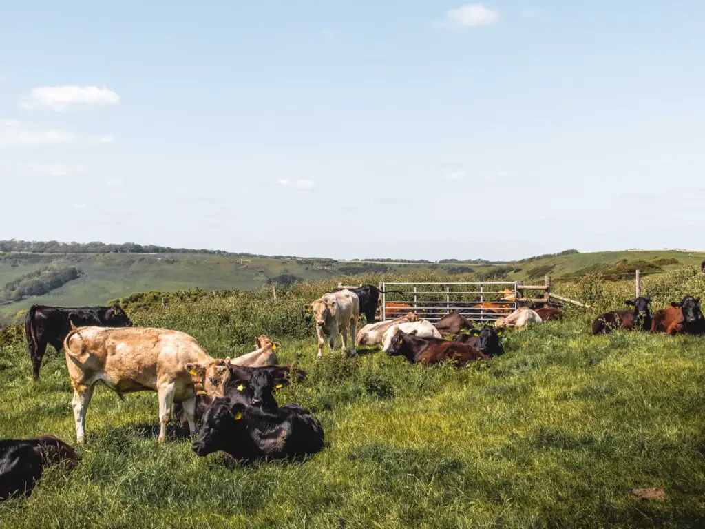 Lots of cows sitting and standing on the grass.