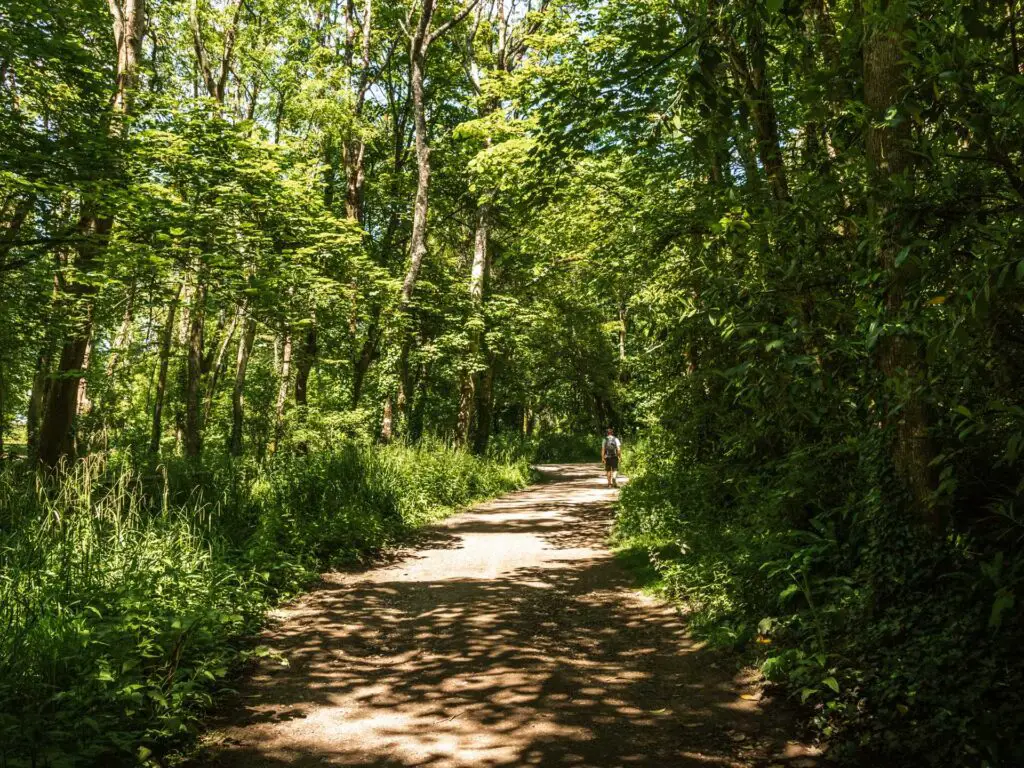 A large path leading through the green leafy woodland.