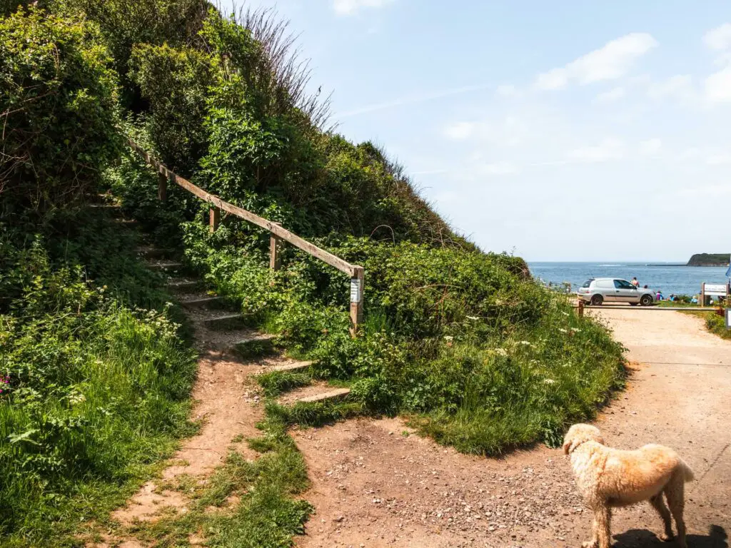 A gravel dirt trail leading to steps going up through the bushes. There is a dog on the path.