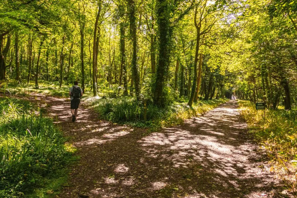 A stone gravel trail where it splits in two through the woodland. There is a man walking on the left trail.