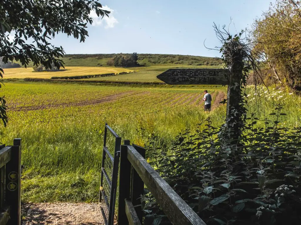 Looking through the trees and bushes to a green corn field. There is a man standing in the field.