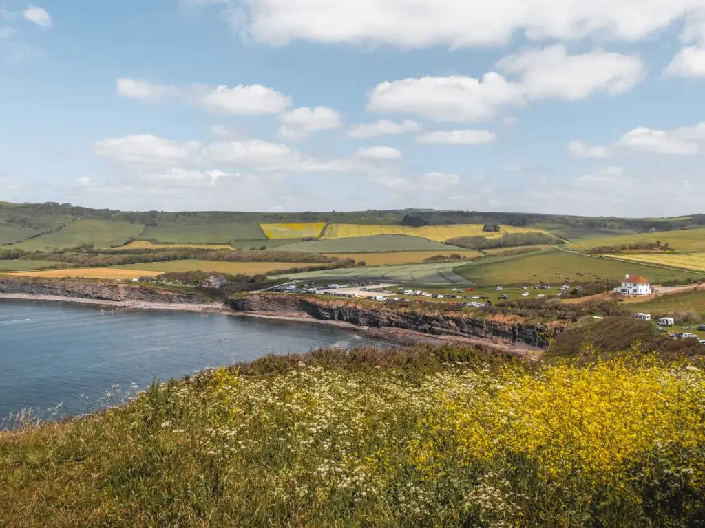 Looking over the grass and yellow flowers down to Kimmeridge Bay on the coastal walk to Kingston in Dorset. Behind the Bay are green and yellow patchwork like fields.