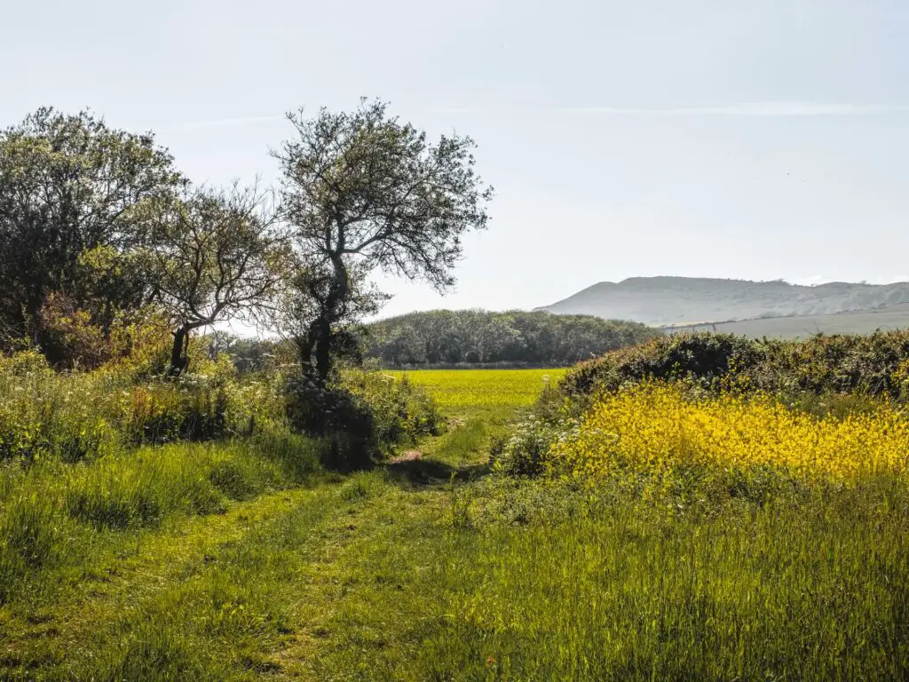 A grass and corn field.